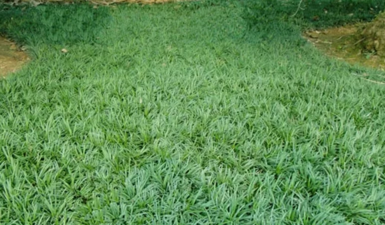 玉龍草種植指南