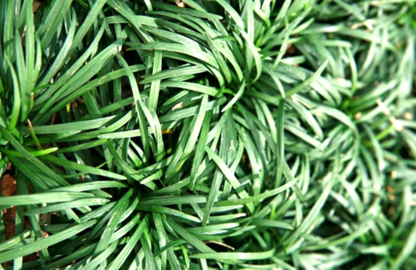 玉龍草種植指南