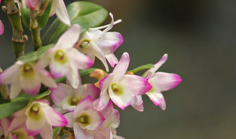 春石斛開花時間