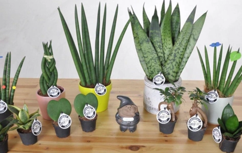 棒葉虎尾蘭養護