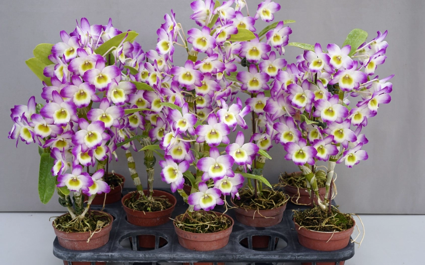 春石斛開花時間