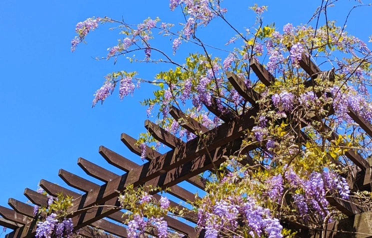 陽明山紫藤花期