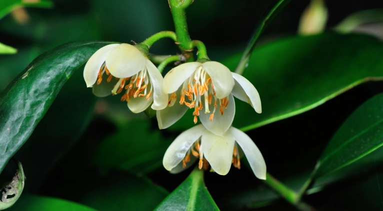 台灣特有植物保健