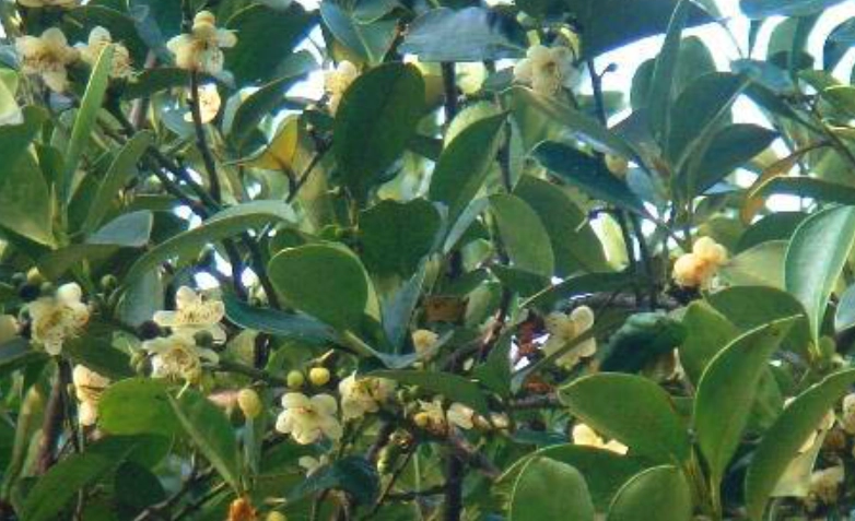 台灣特有植物保健