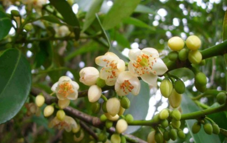 台灣特有植物保健