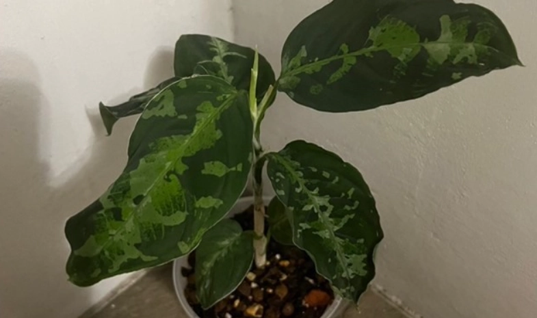 粗肋草繁殖方法