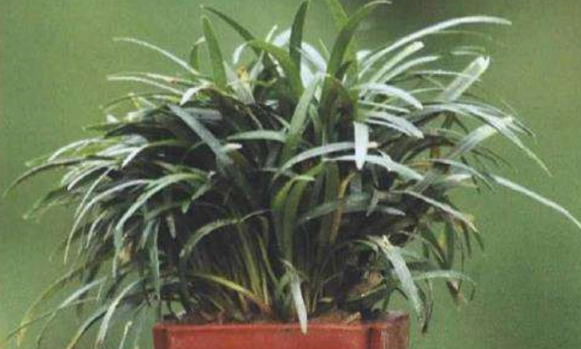 玉龍草病害防治