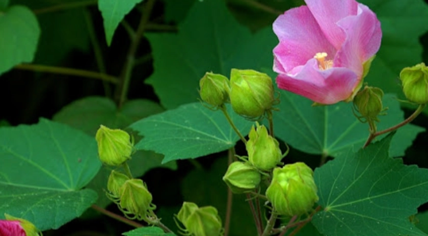 木芙蓉種植技巧