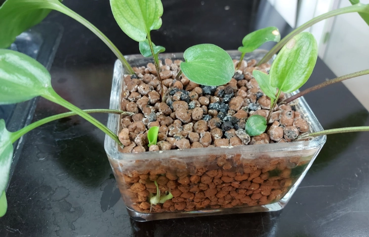 豹葉百合屬 台灣分布