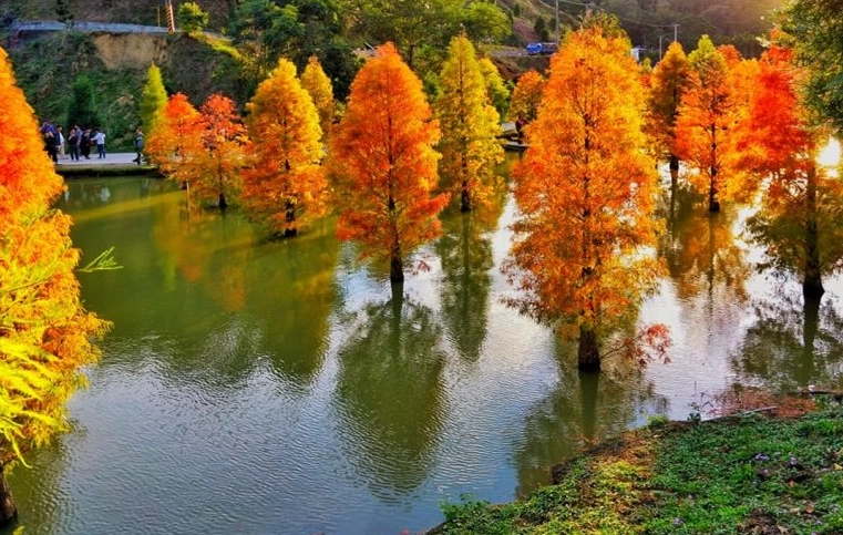 桃園落羽松景點