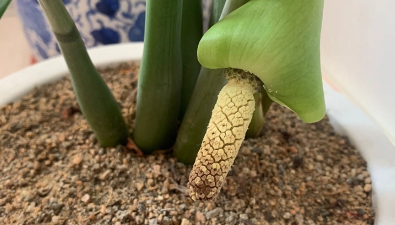 金錢樹開花意義