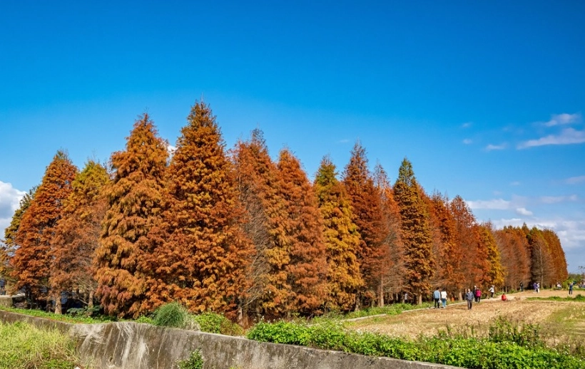 桃園落羽松景點