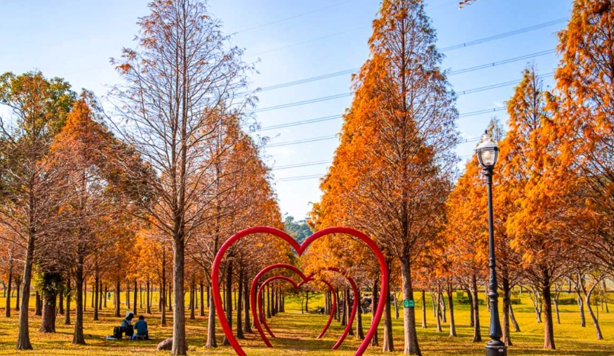 桃園落羽松景點