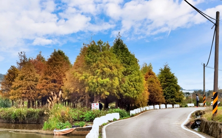 落羽松觀賞季節