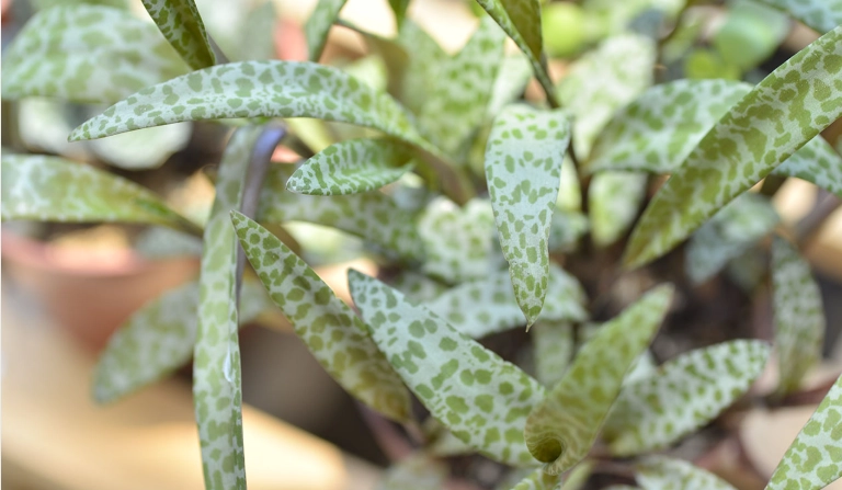 豹葉百合屬 台灣分布