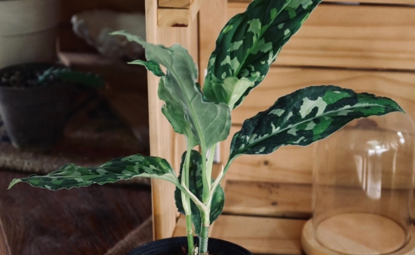 粗肋草繁殖方法