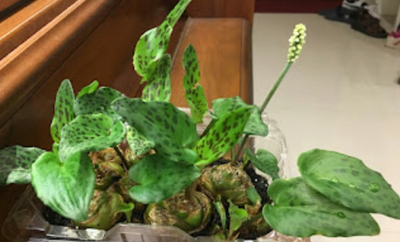 豹葉百合屬 功效