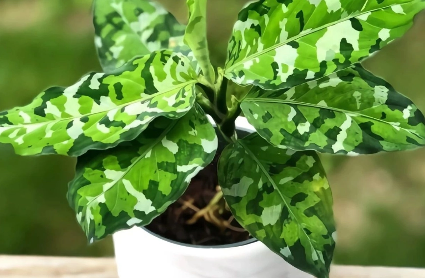 迷彩粗肋草扦插