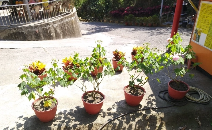 木芙蓉種植技巧