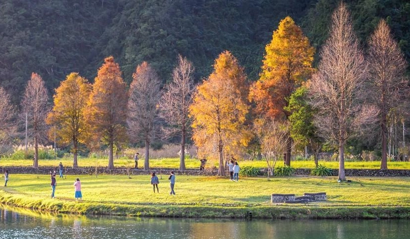 落羽松觀賞季節