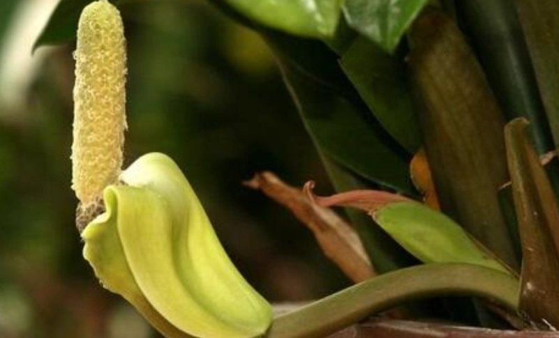 金錢樹開花後照顧