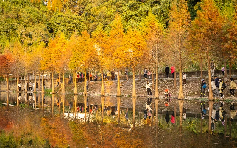 落羽松觀賞季節