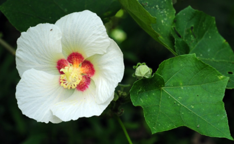 狗頭芙蓉使用方法