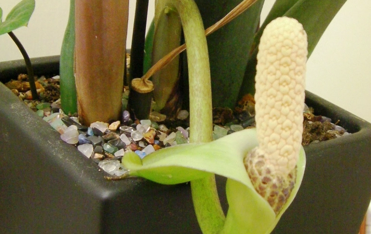 金錢樹開花後處理