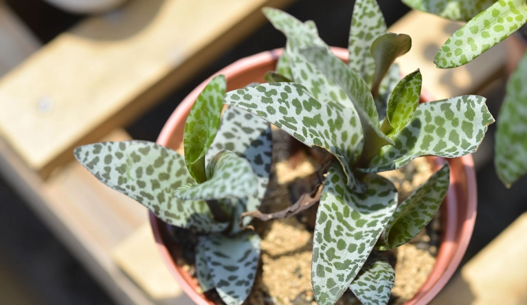 豹葉百合屬 種植