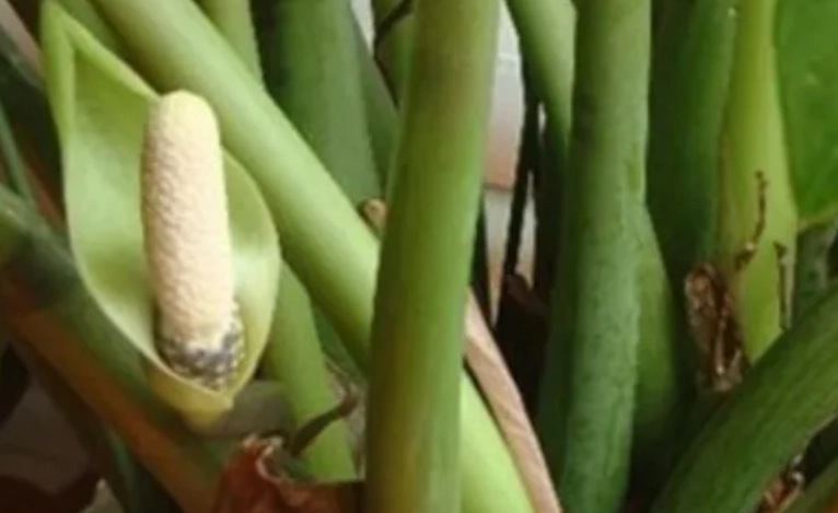 金錢樹開花後照顧