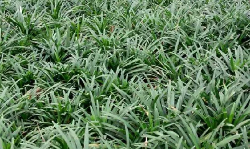 玉龍草病害防治