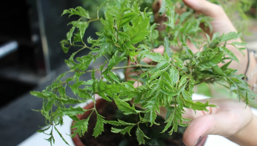 富貴樹分枝方法