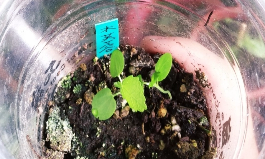 木芙蓉種子種植方法