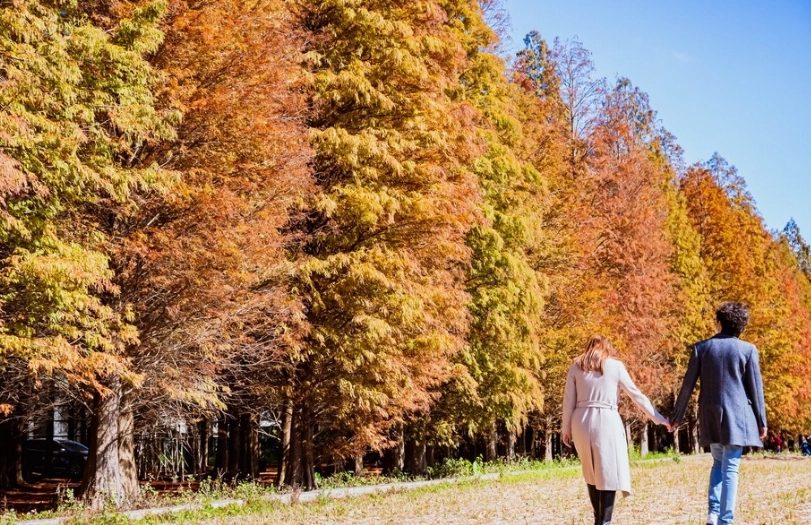 桃園落羽松景點