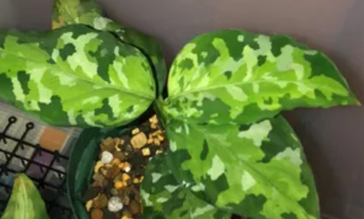 迷彩粗肋草扦插