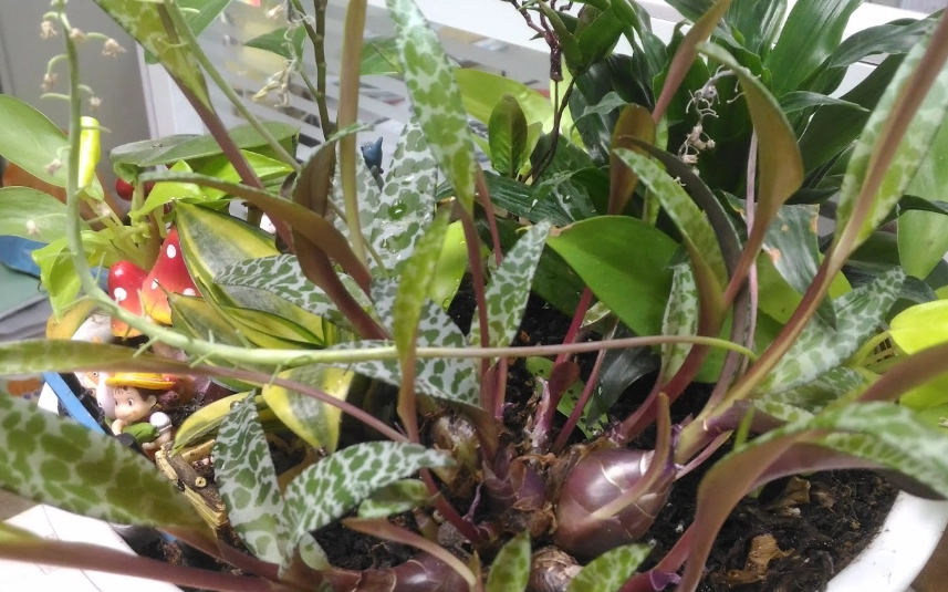 豹葉百合屬 功效