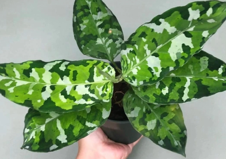 迷彩粗肋草扦插