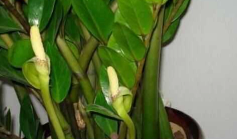 金錢樹開花意義