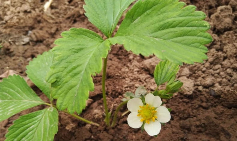 草莓開花施肥