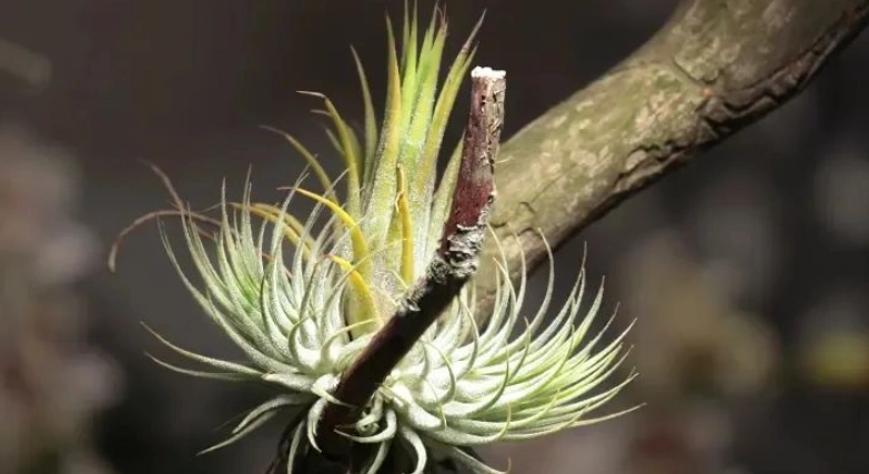 霸王空氣鳳梨繁殖