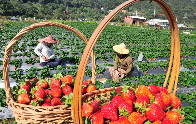 草莓季節時間 草莓季節時間