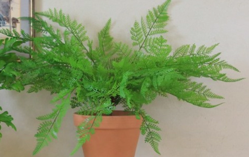 蕨類植物養護 蕨類植物養護