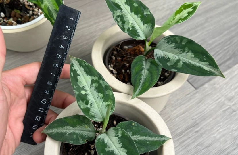 迷彩粗肋草分株方法