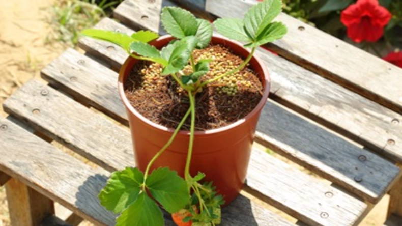 草莓病蟲害防治