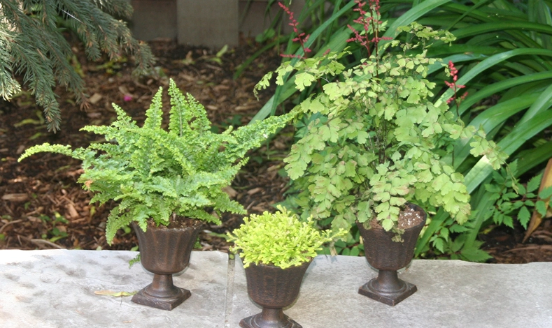 室內蕨類盆栽 室內蕨類盆栽