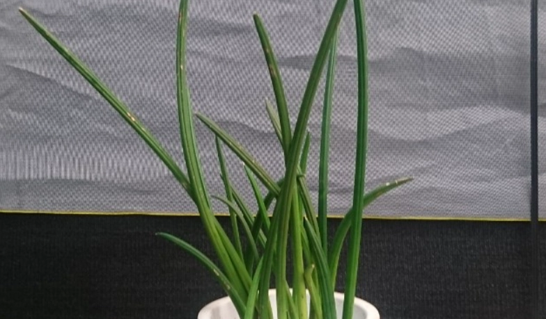 虎尾蘭種植技巧 虎尾蘭種植技巧