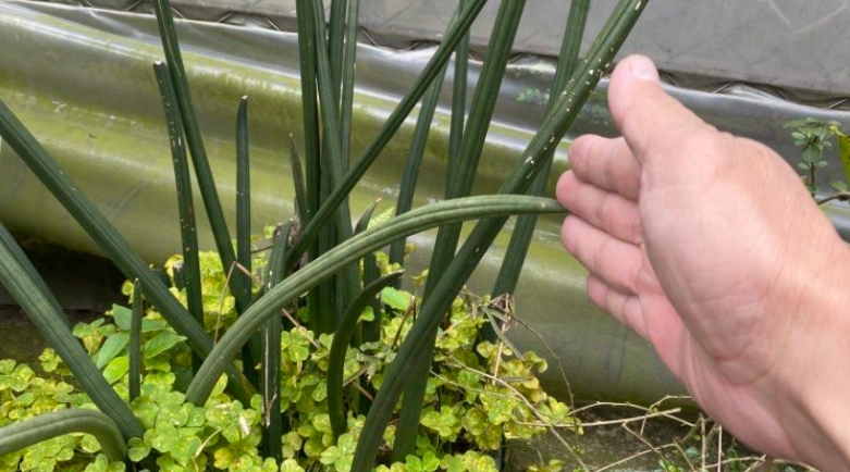 虎尾蘭種植技巧 虎尾蘭種植技巧
