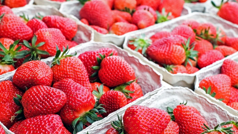 草莓季節時間 草莓季節時間