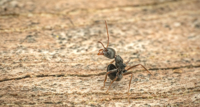 螞蟻危害農作物