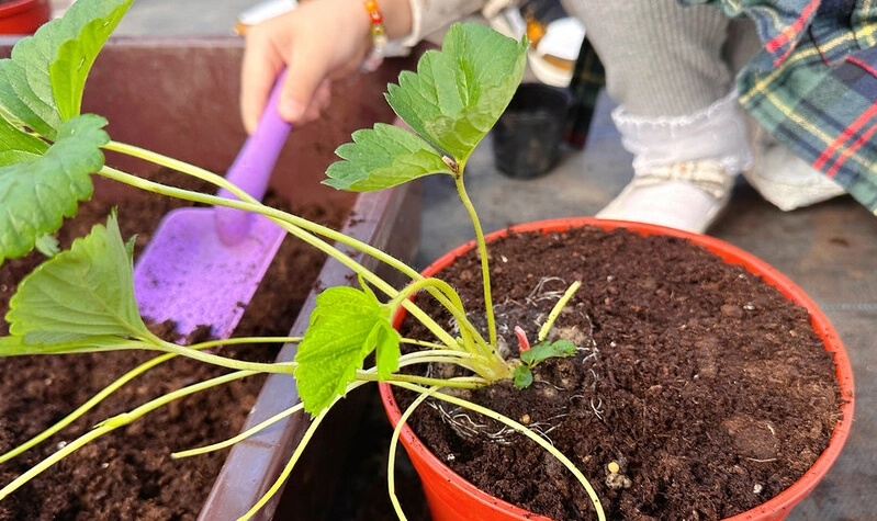 粉黛草莓病虫害防治 粉黛草莓病虫害防治